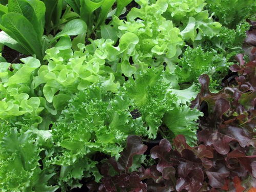 2021年最新型肥料增效劑產(chǎn)品管稼1號(hào) 傳統(tǒng)調(diào)節(jié)劑替代品